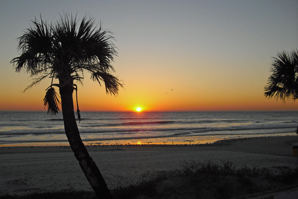 Palmtrees-during-sunrise
